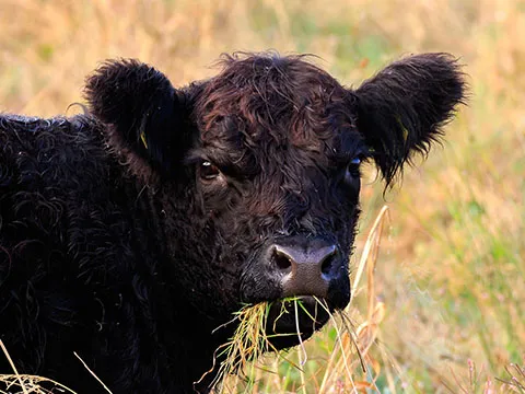 Congreso Internacional de Ciencias Agronómicas y Veterinarias