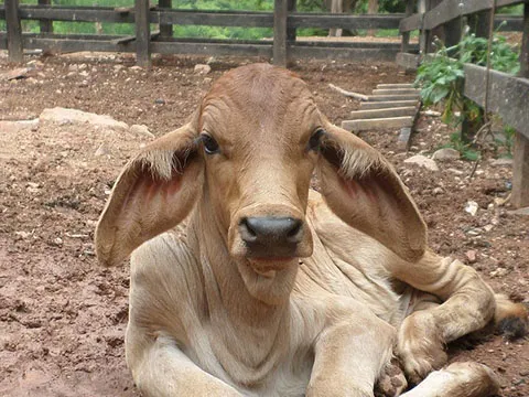 Diplomado Medicina interna y clínica de bovinos